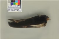 藏品(家燕)的圖片